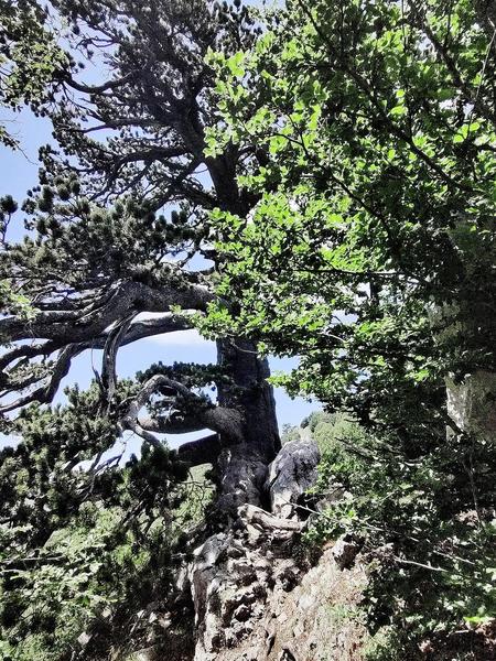 Monte Pollino dalla Cresta Est