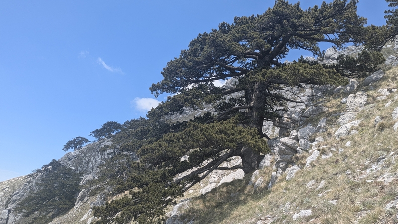 I Loricati della Manfriana